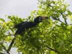 Ko Phanak Hornbill taken in MY 2.JPG (124 KB)